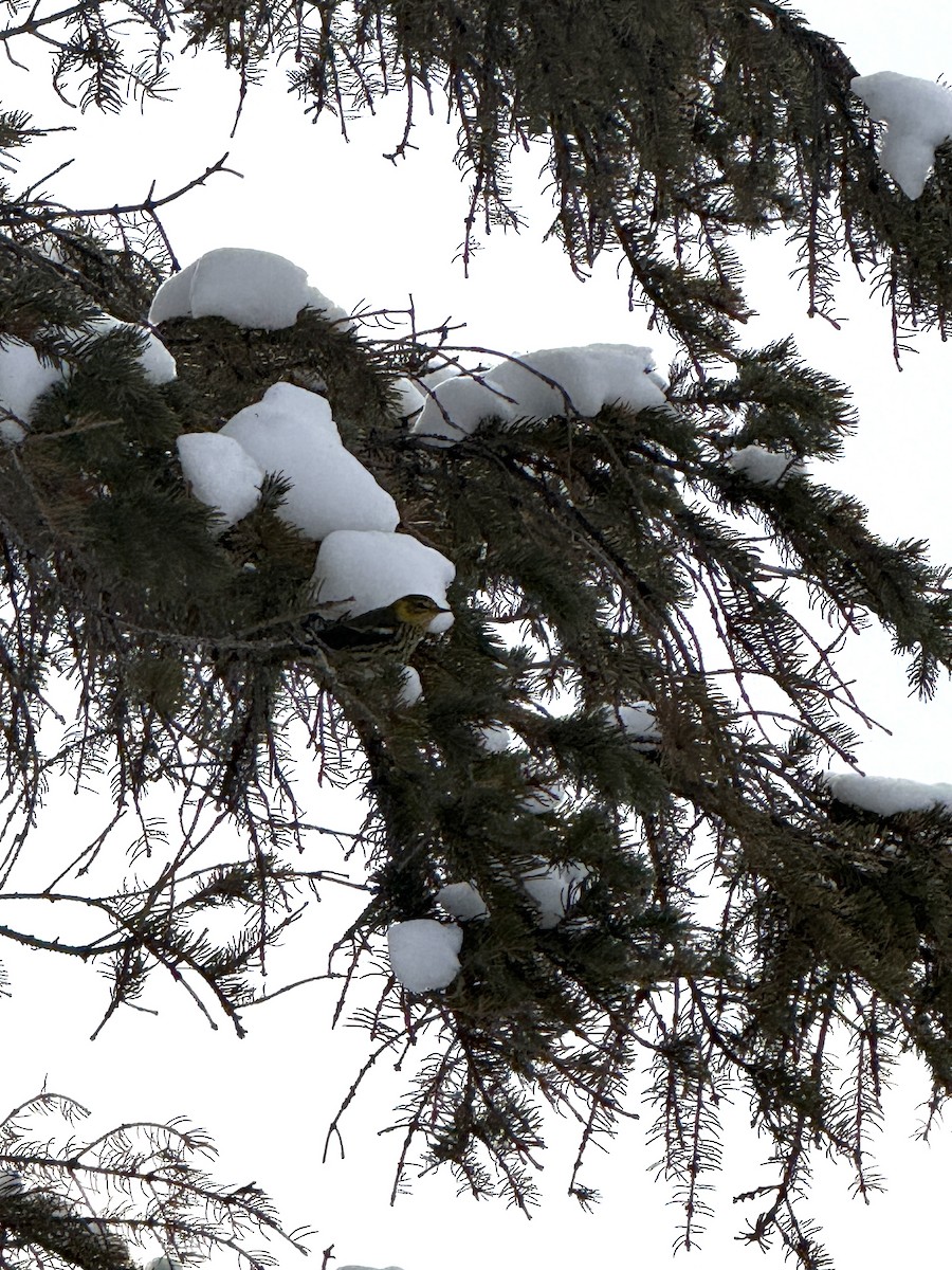 ホオアカアメリカムシクイ - ML645911813