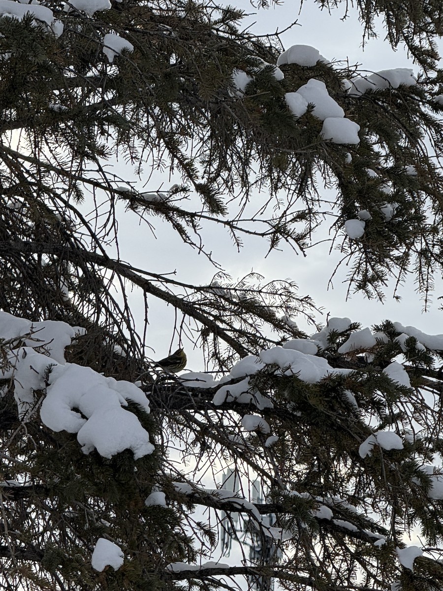 ホオアカアメリカムシクイ - ML645911814