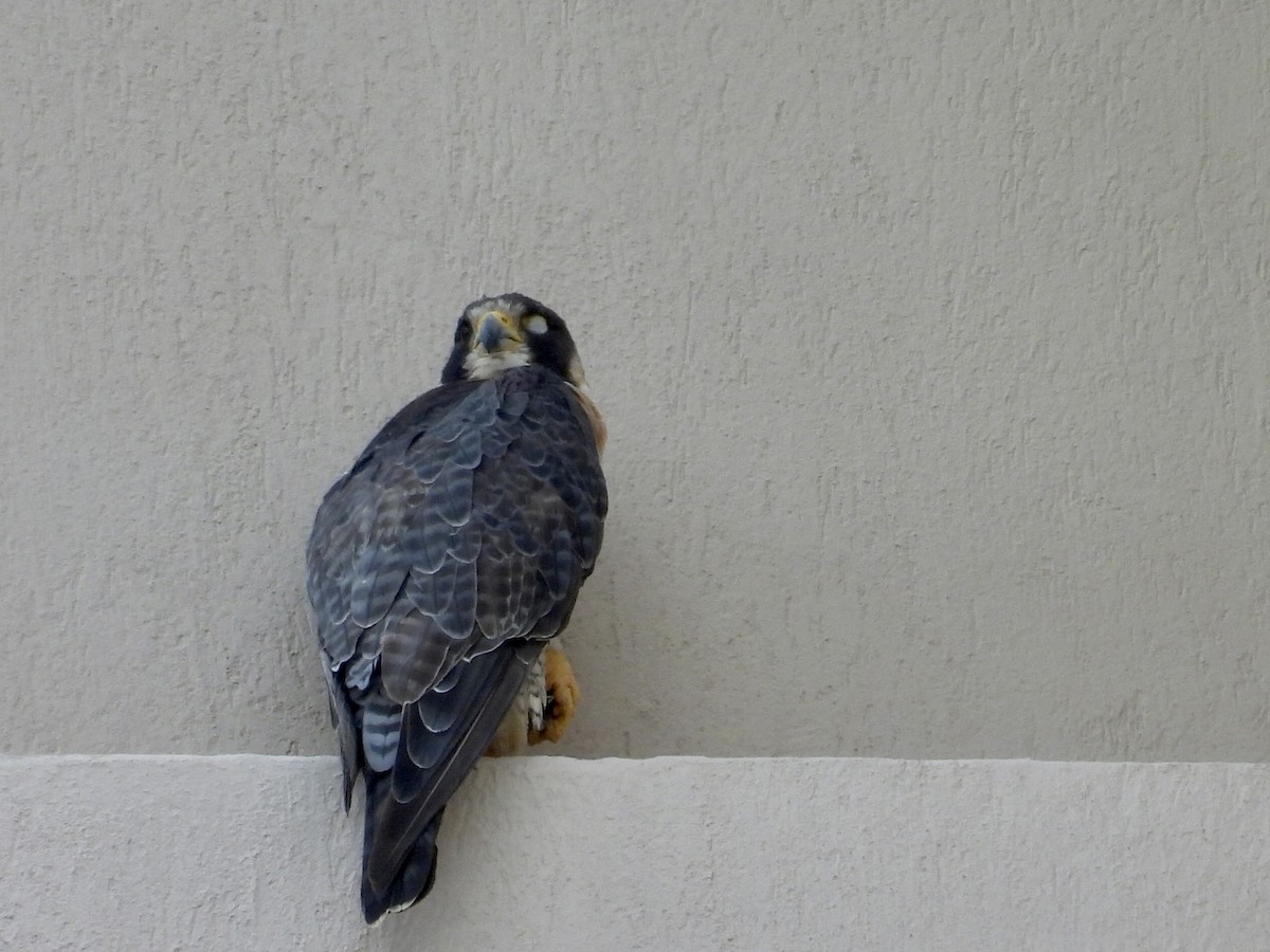 Peregrine Falcon - ML645911816