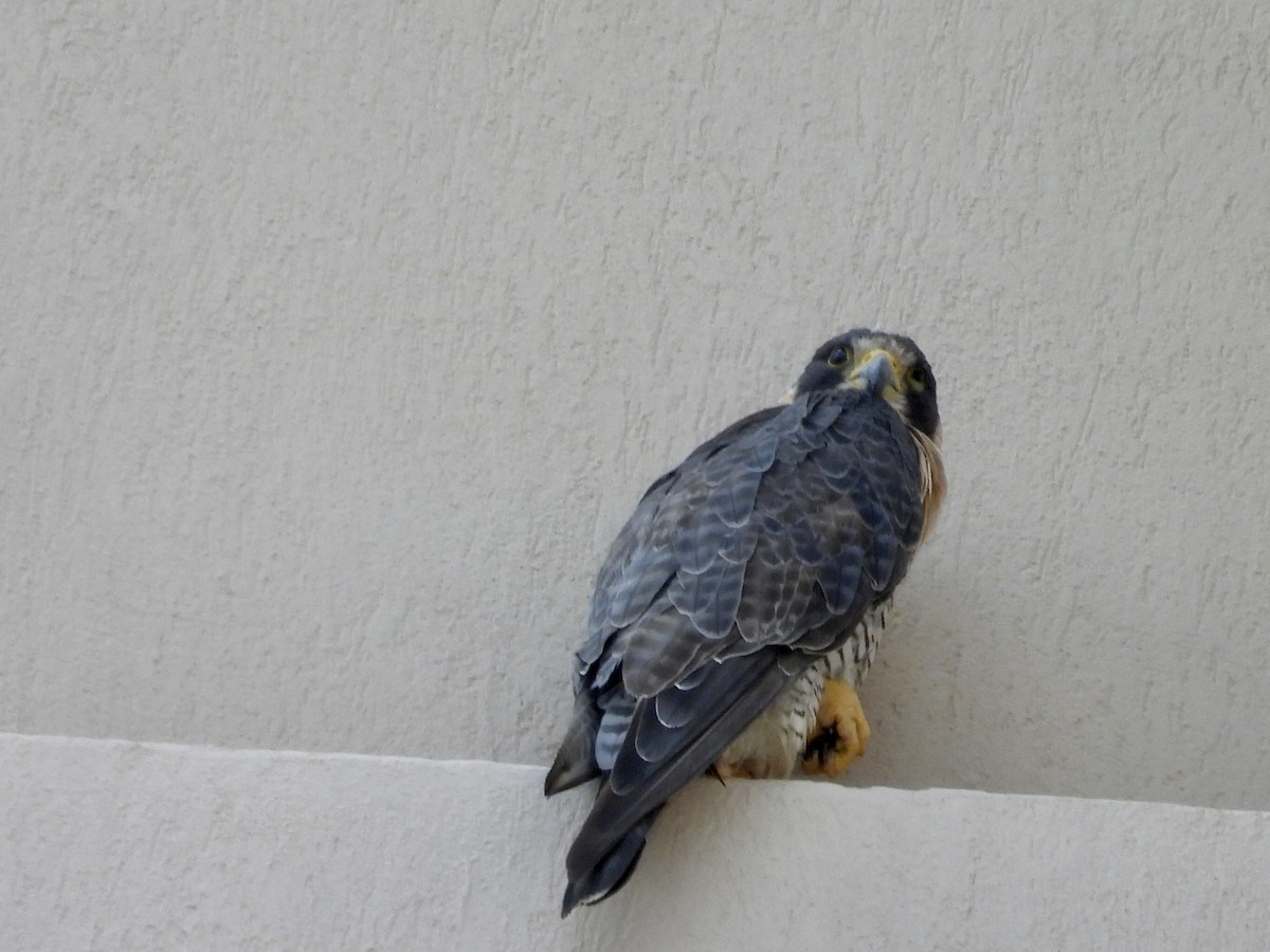 Peregrine Falcon - ML645911819