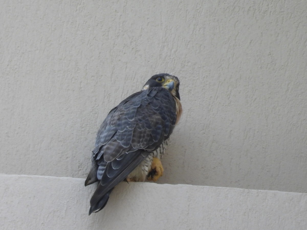 Peregrine Falcon - ML645911820