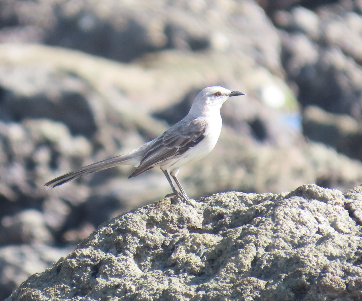 Tropikal Taklitçi - ML645911821