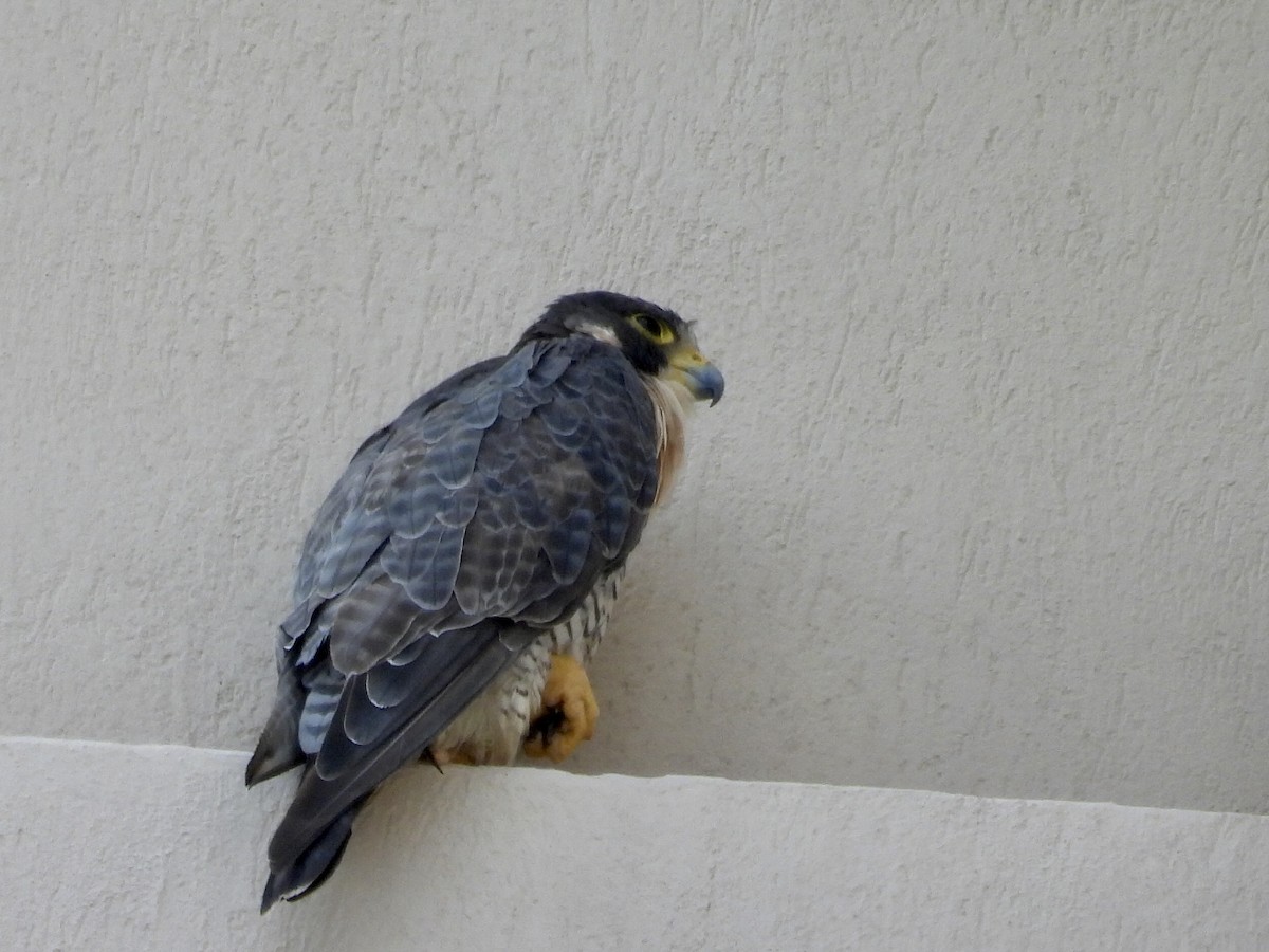 Peregrine Falcon - ML645911822
