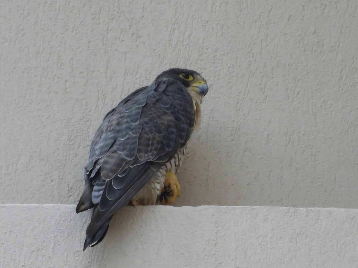 Peregrine Falcon - ML645911823
