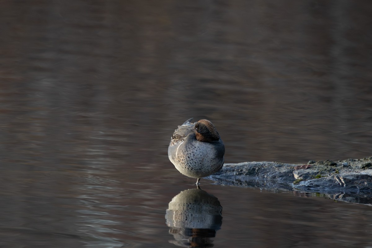 krikkand - ML645911830