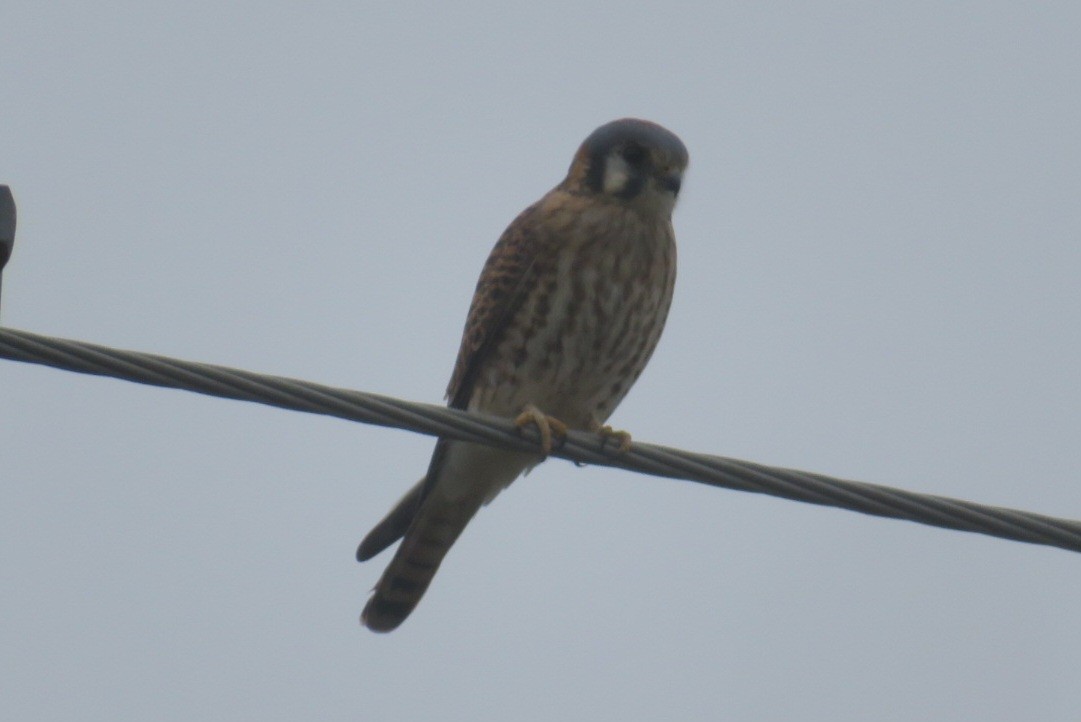 American Kestrel - ML645911839