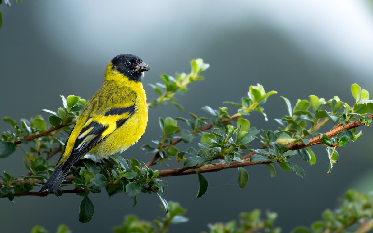 Hooded Siskin - ML645911840