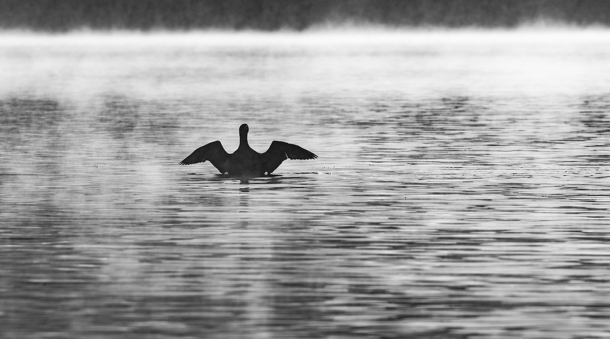 Common Loon - ML645911841