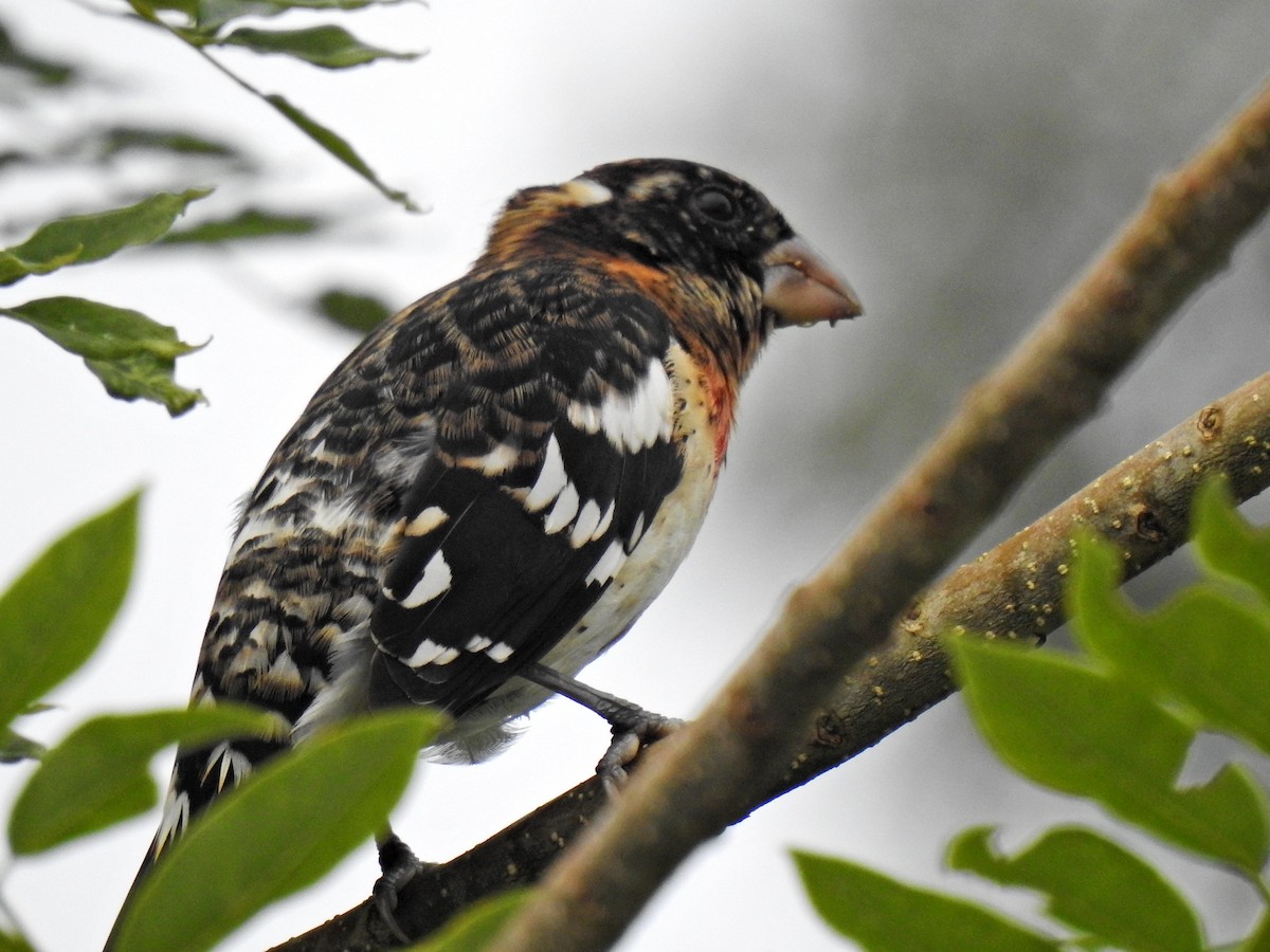 dlaskovec růžovoprsý - ML645911845