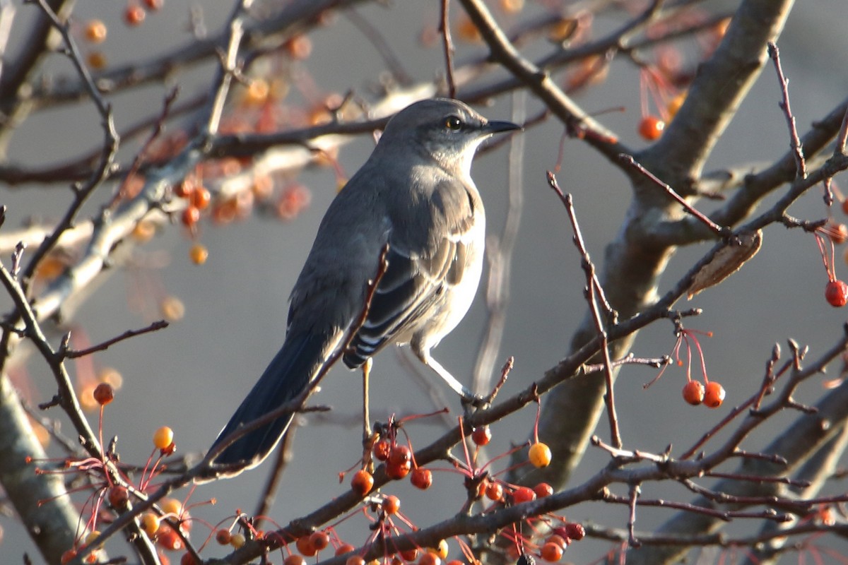 drozdec mnohohlasý - ML645911846