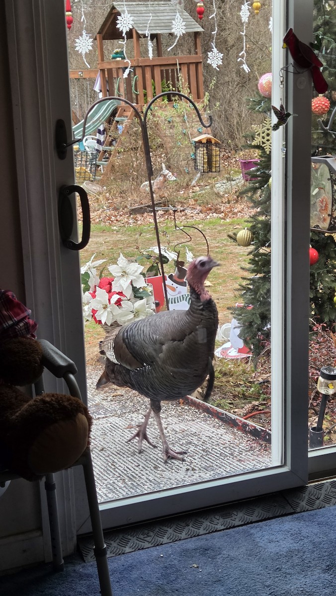 Wild Turkey - ML645911854