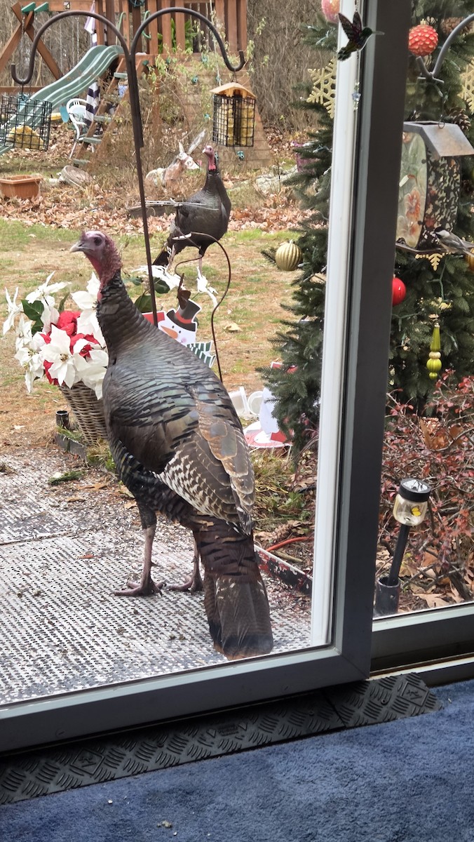 Wild Turkey - ML645911855