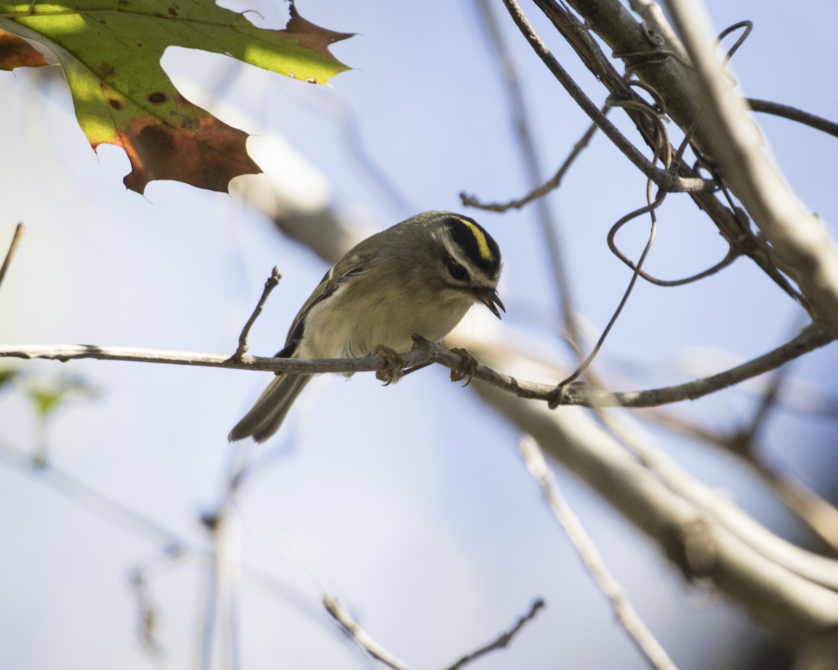 králíček zlatohlavý - ML645911860