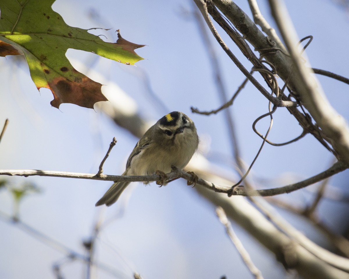 králíček zlatohlavý - ML645911861