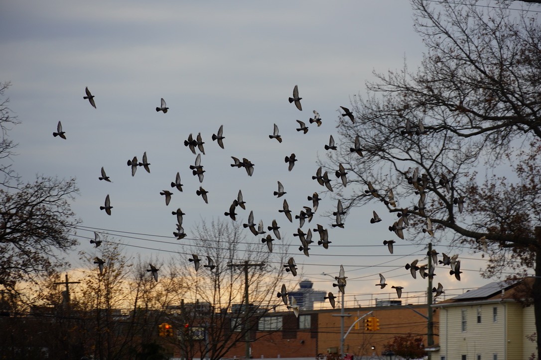 Хөхвөр тагтаа (суурин газрын) - ML645911869