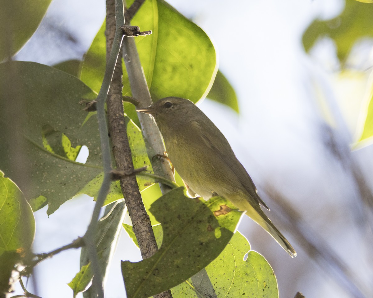 lesňáček hvězdičkový - ML645911872