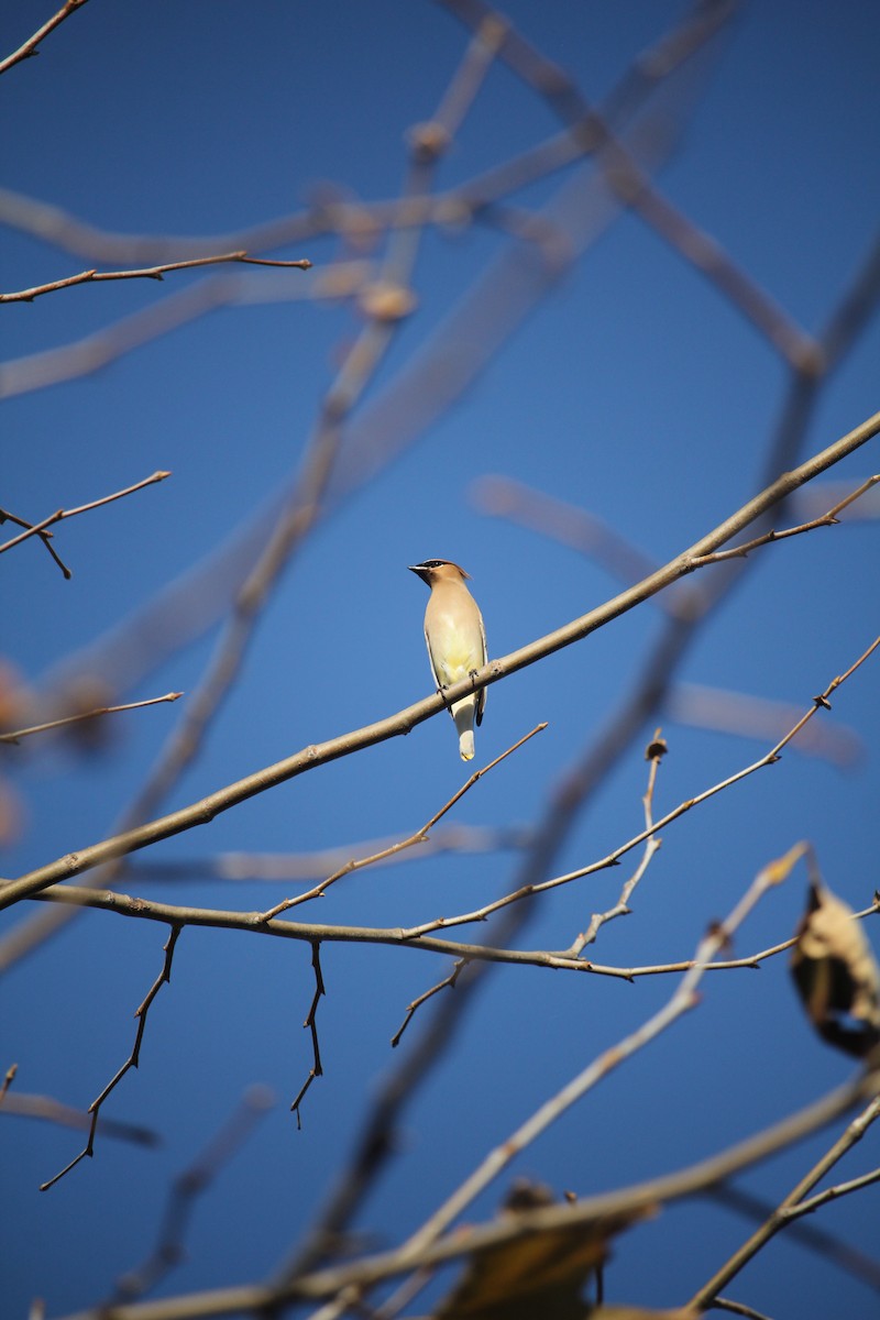 brkoslav americký - ML645911873