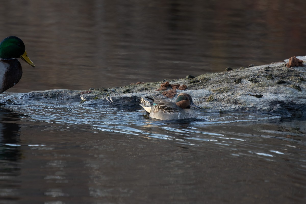 krikkand - ML645911875