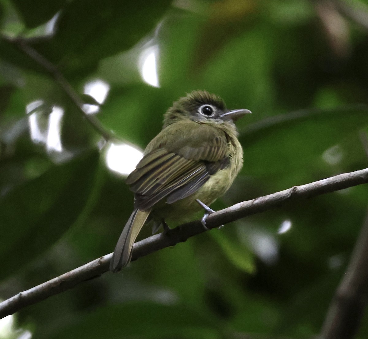 Eye-ringed Flatbill - ML645911876