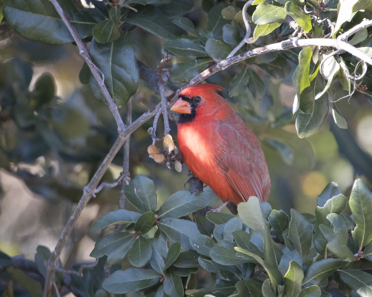 Northern Cardinal - ML645911877