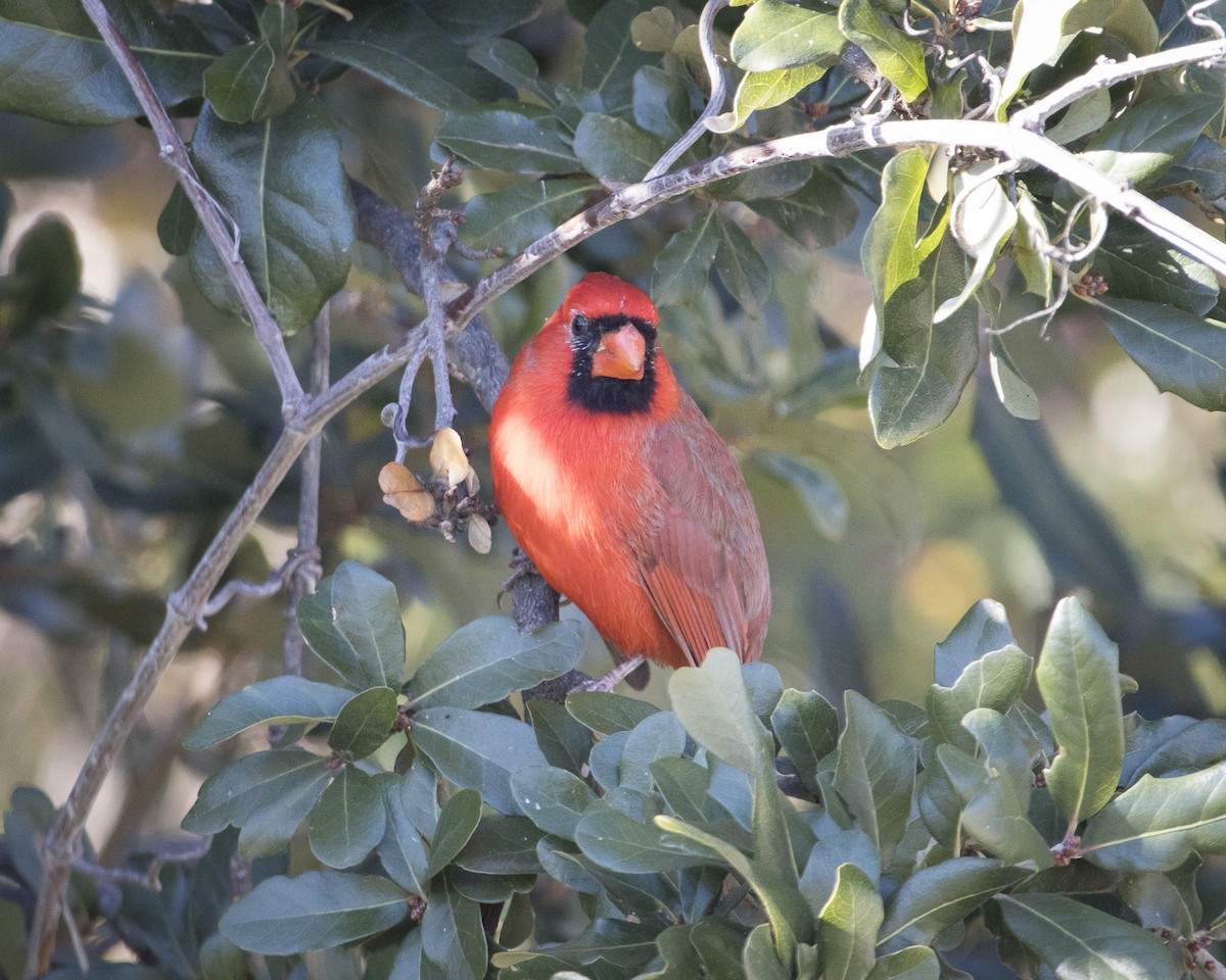 Northern Cardinal - ML645911878