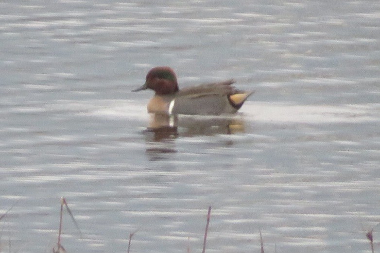 Green-winged Teal - ML645911885