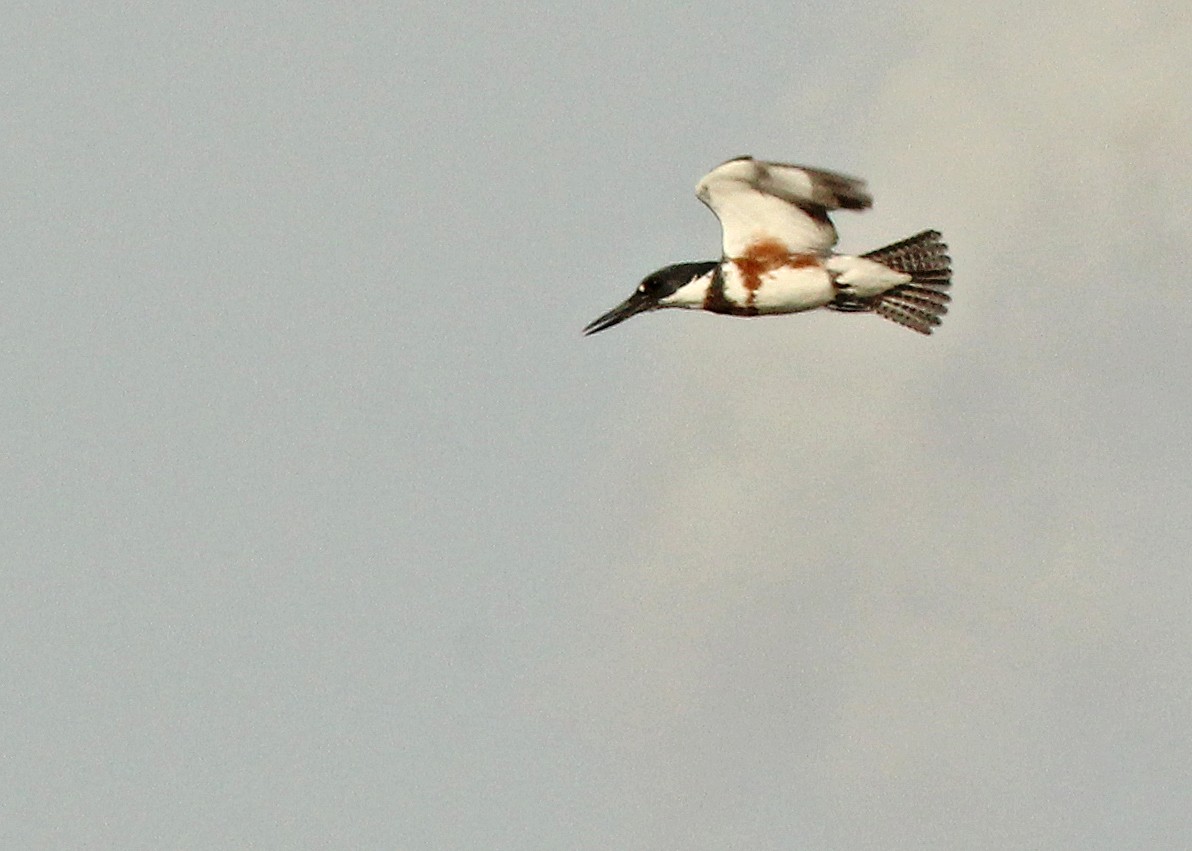 Belted Kingfisher - ML645911893