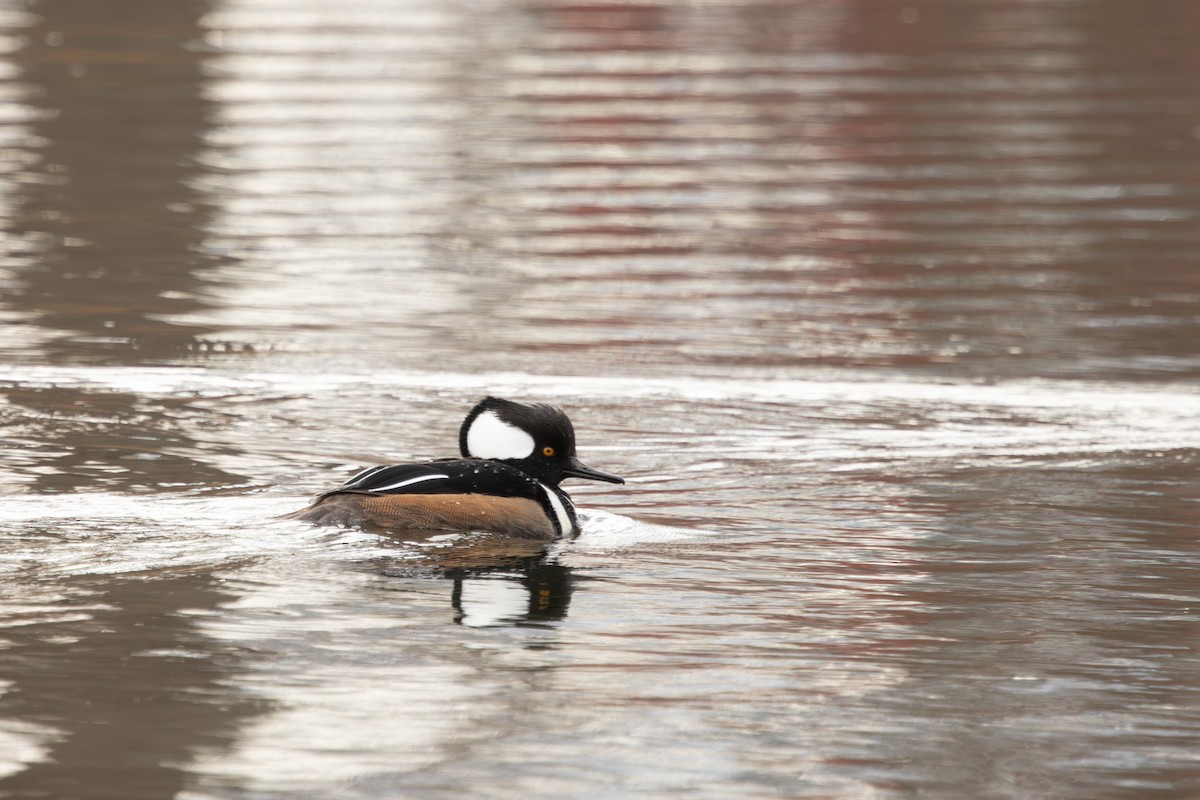 hjelmfiskand - ML645911894