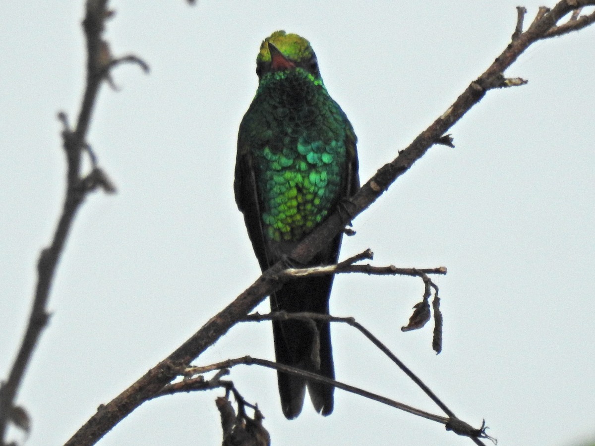 kolibřík Canivetův - ML645911895