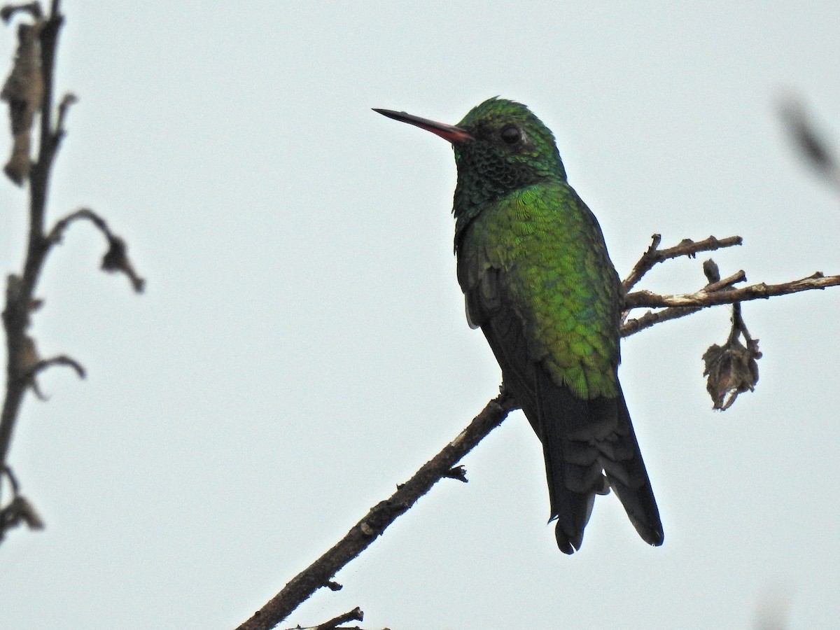 kolibřík Canivetův - ML645911896