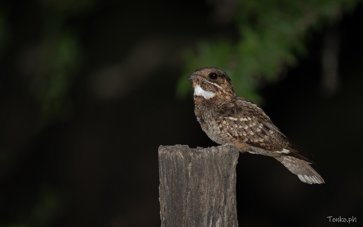 lelek malý - ML645911898