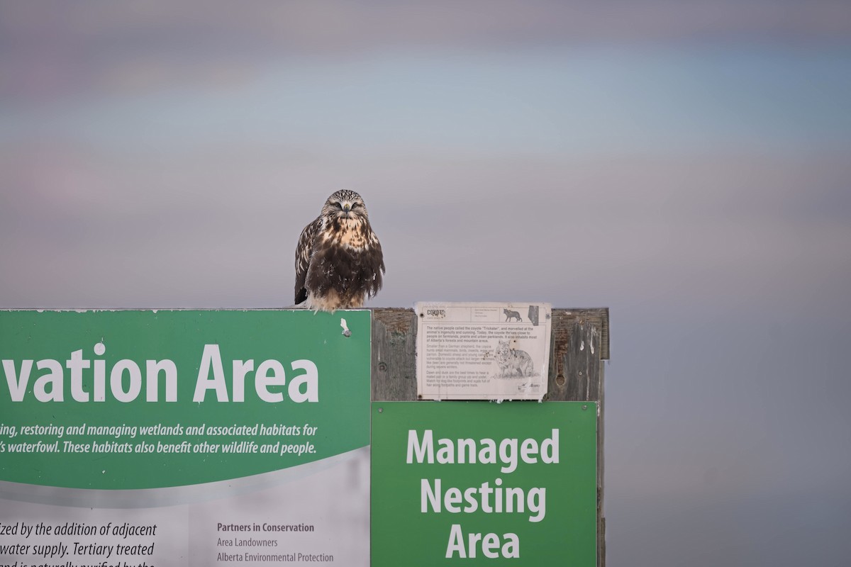 Rough-legged Hawk - ML645911905