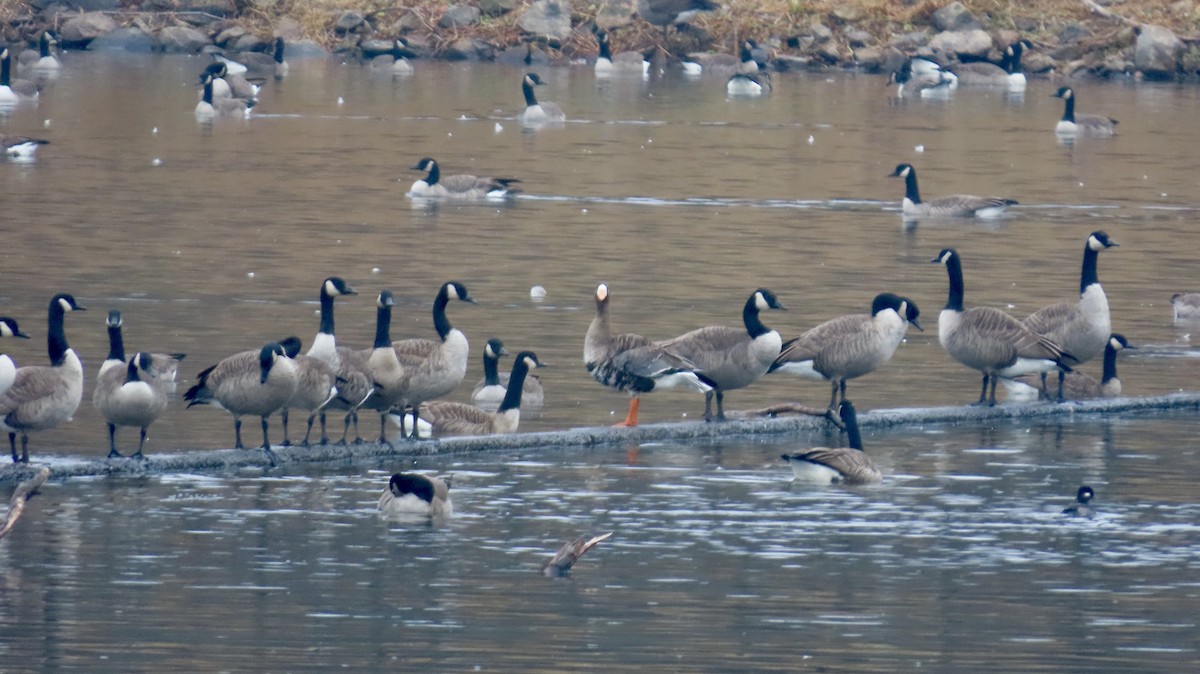 Oca lombardella - ML645911911