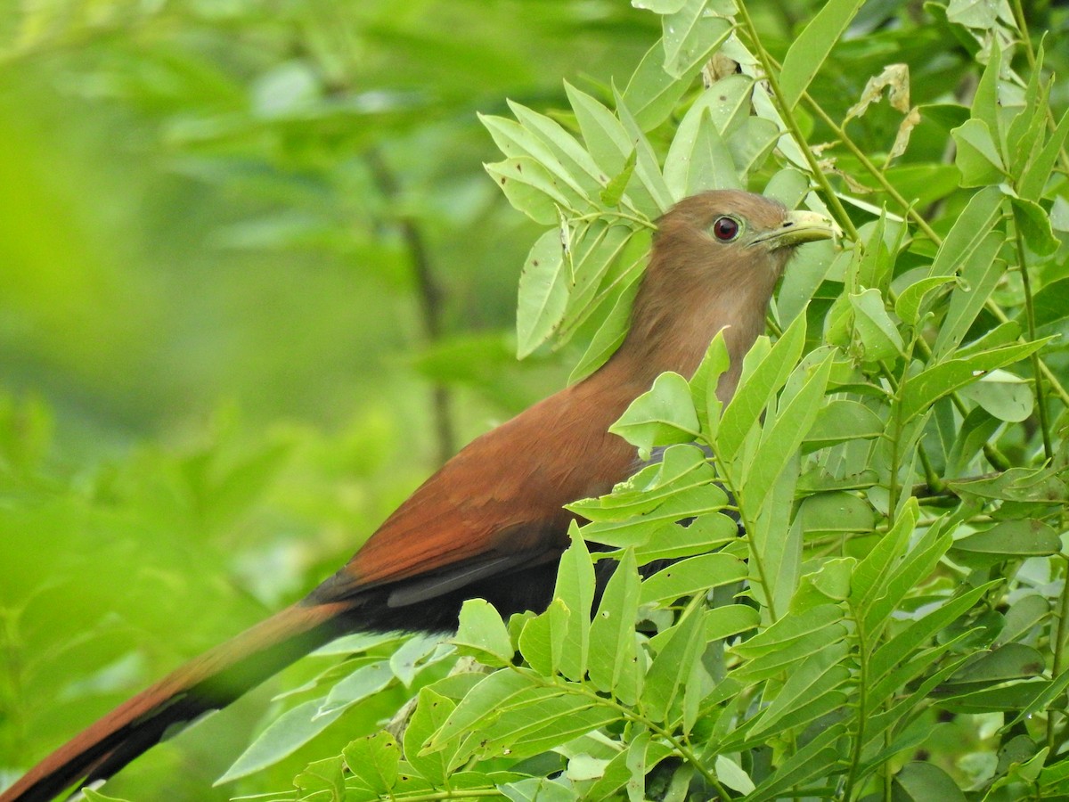 kukačka veverčí - ML645911916