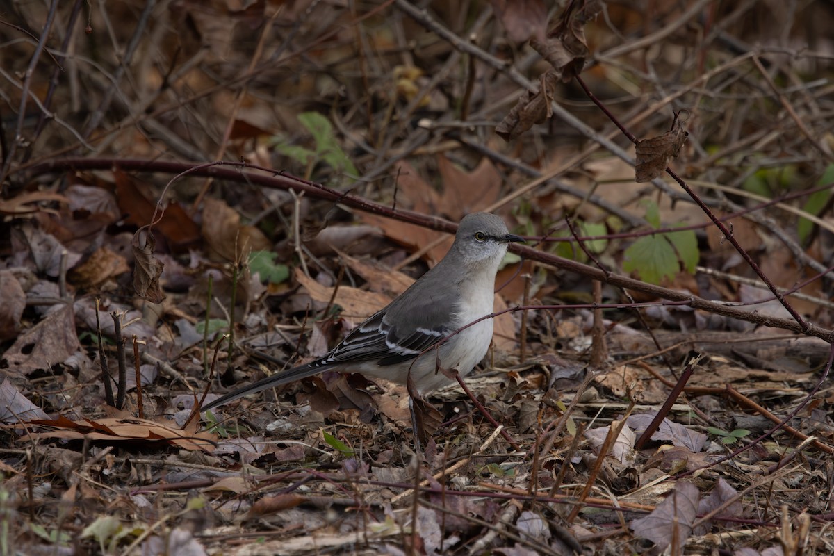 sangspottefugl - ML645911917