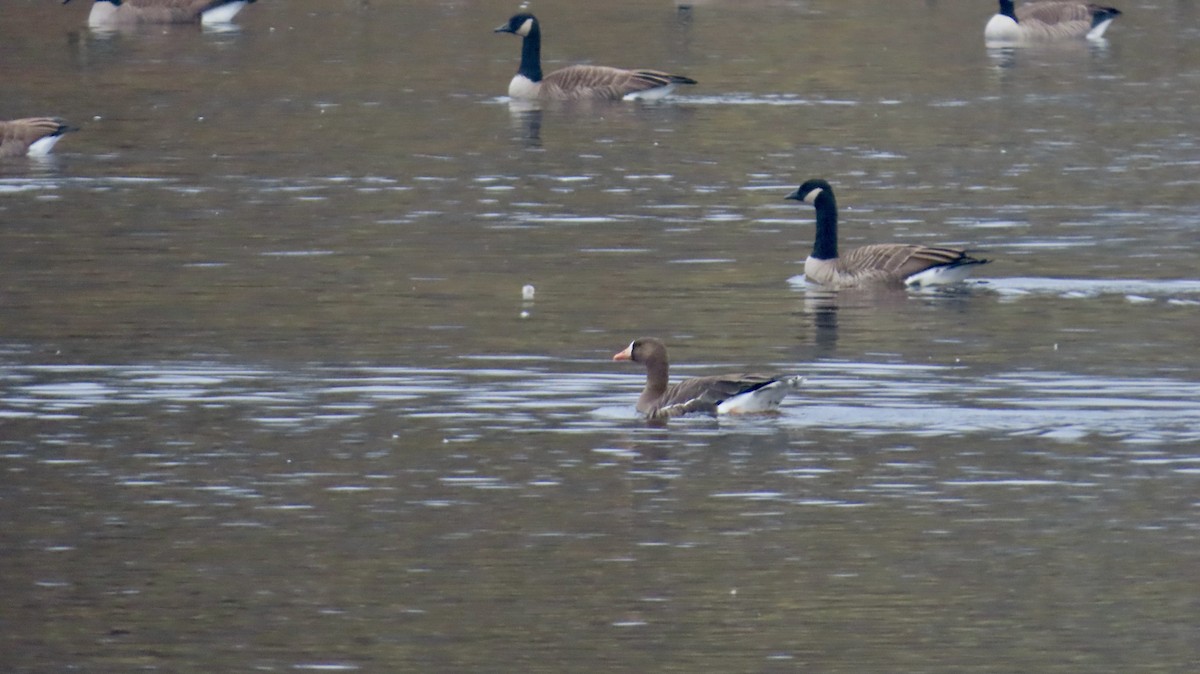 Oca lombardella - ML645911924