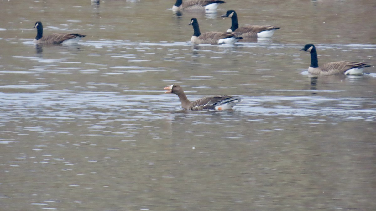 Oca lombardella - ML645911928