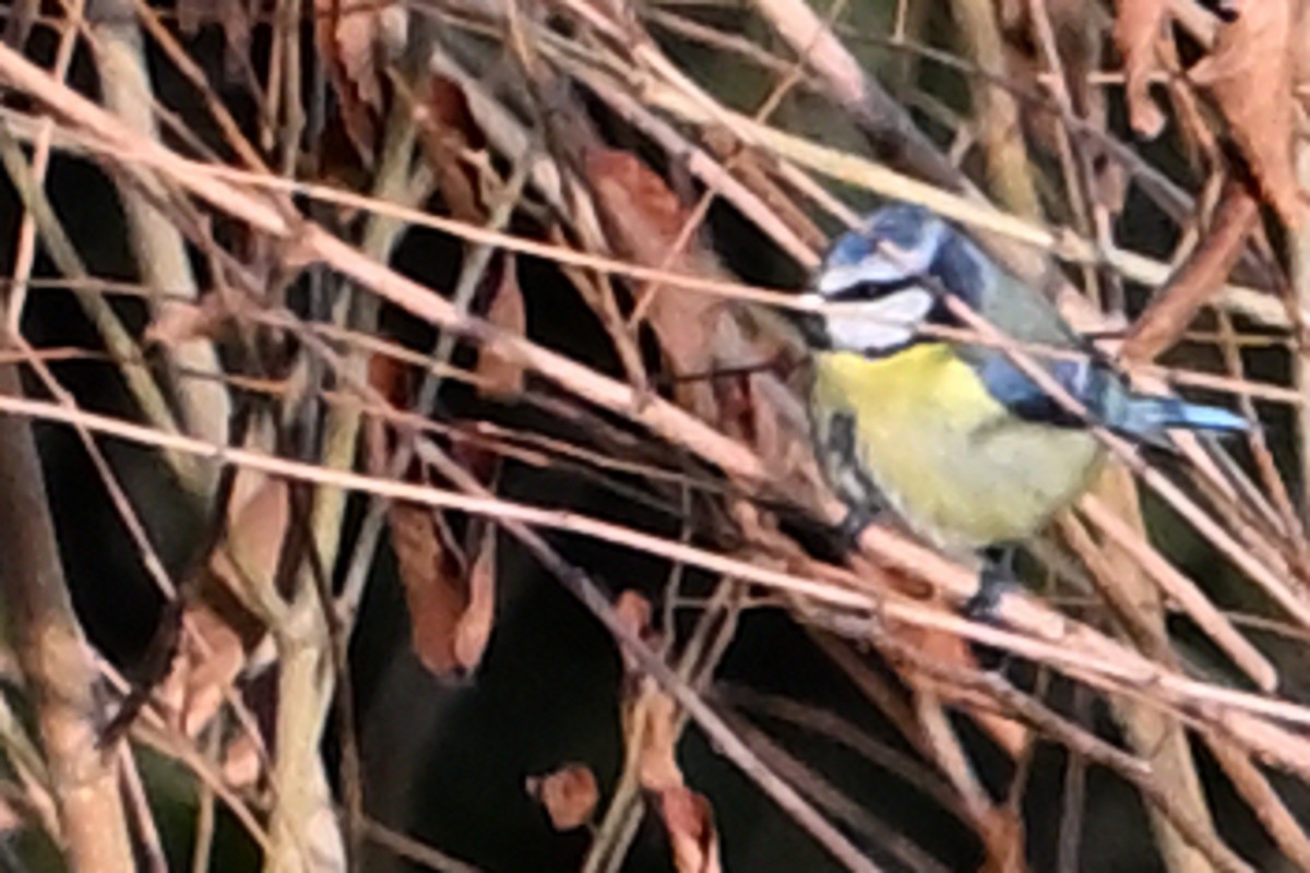 sýkora modřinka - ML645911931