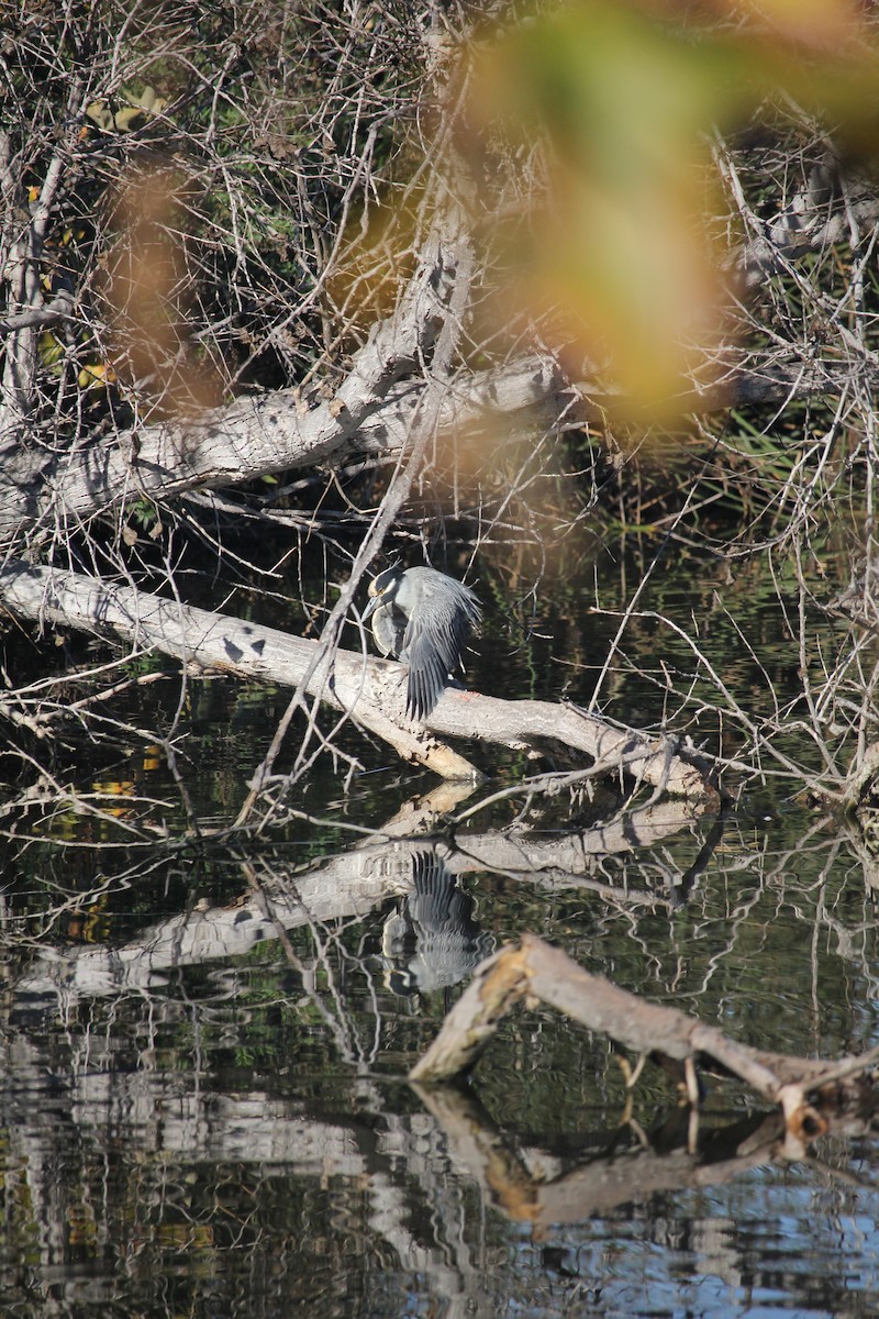 Yellow-crowned Night Heron - ML645911932