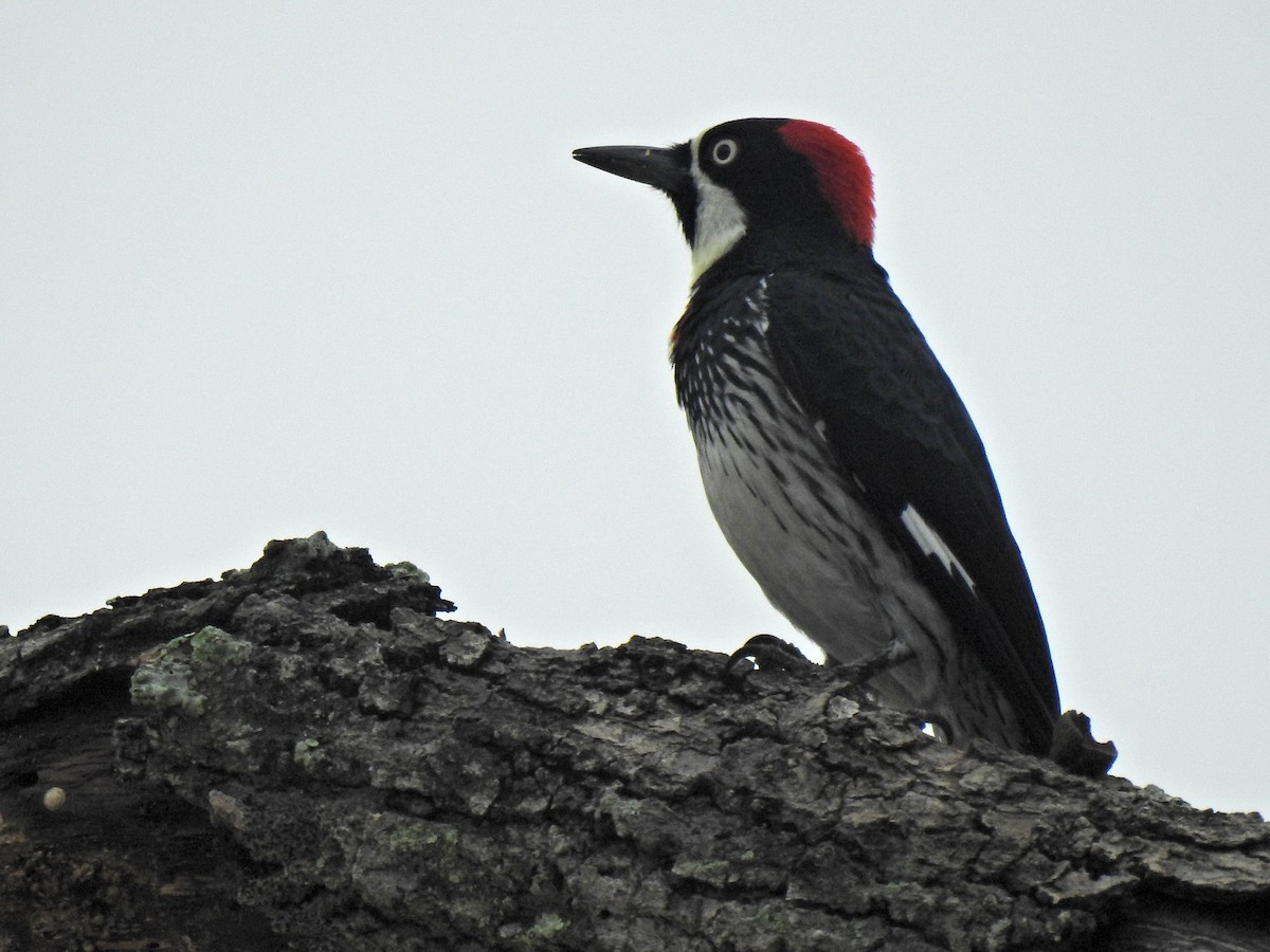 datel sběrač - ML645911963