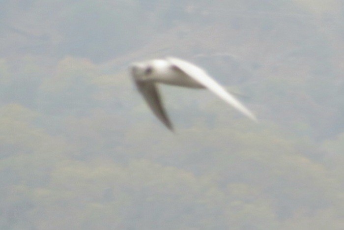 メリケンアジサシ - ML645911965