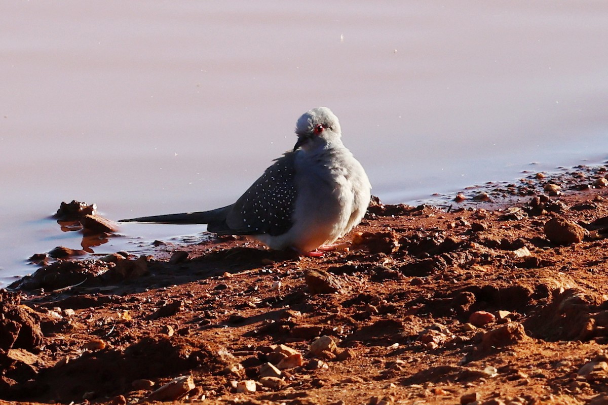 ウスユキバト - ML645911967