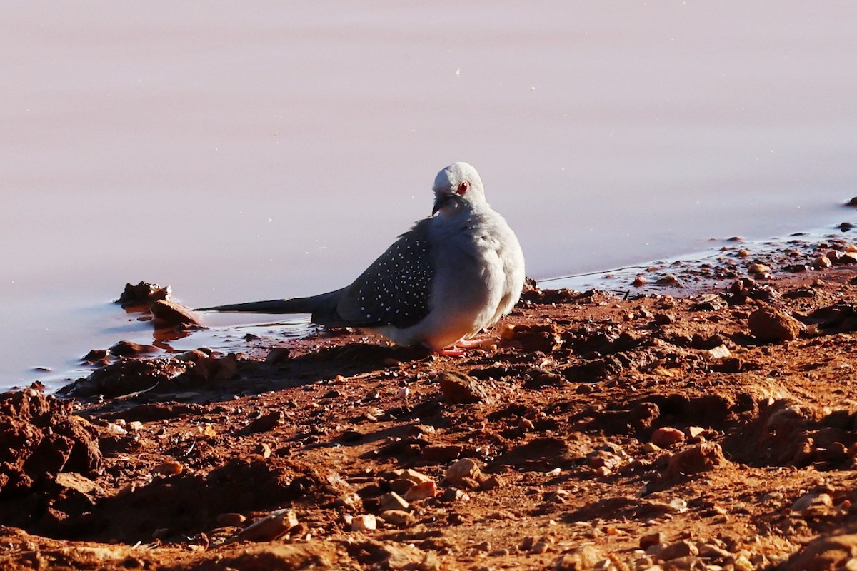 ウスユキバト - ML645911968