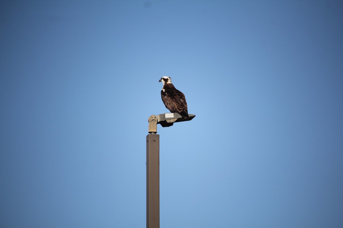 Falco pescatore - ML645911975