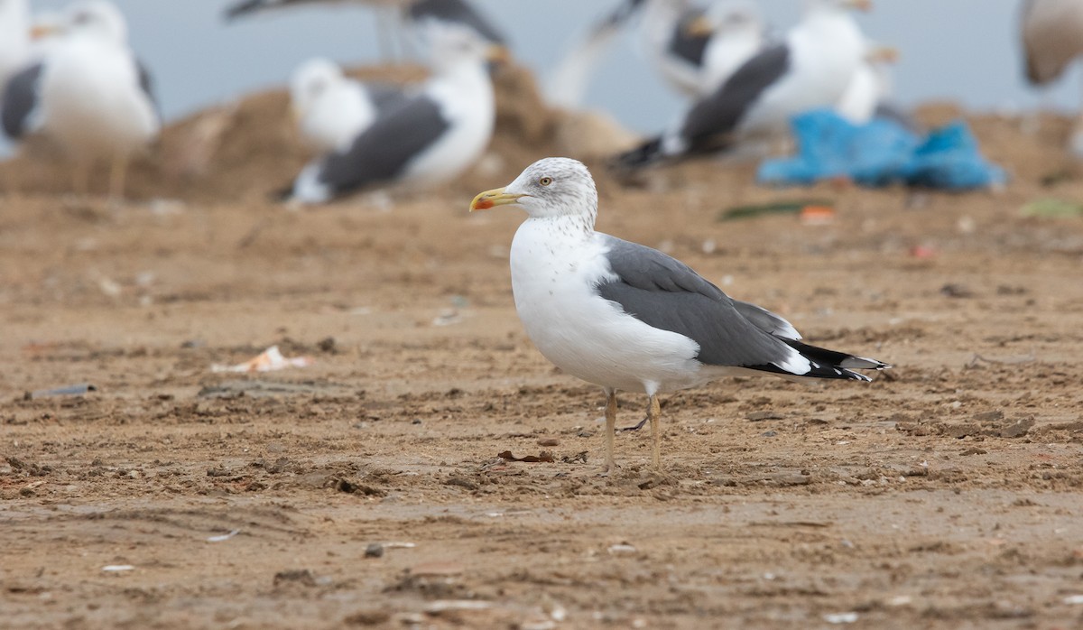 ニシセグロカモメ - ML645911992