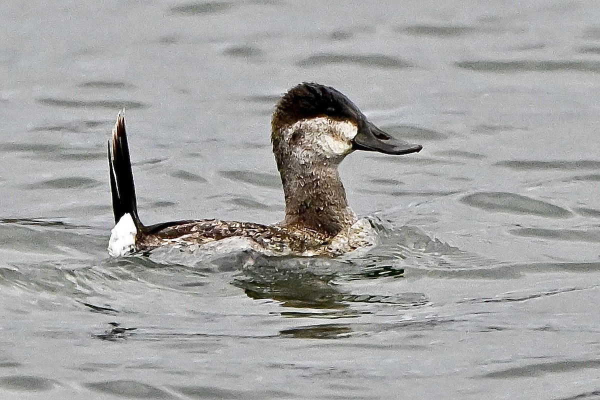 Schwarzkopf-Ruderente - ML645911994