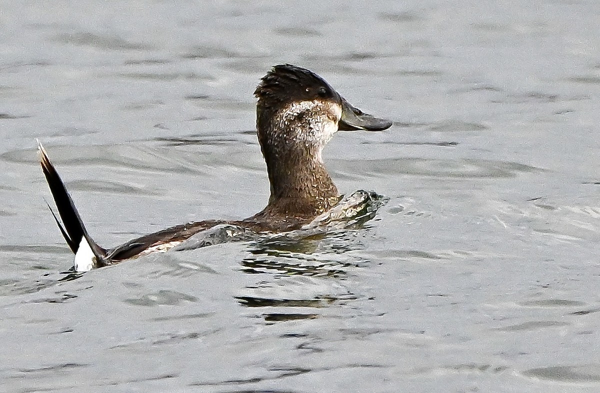 Schwarzkopf-Ruderente - ML645911995