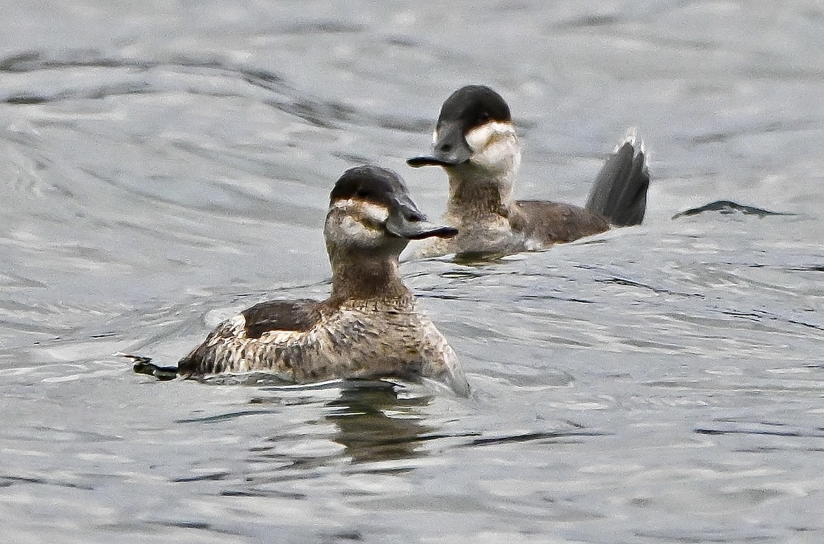 Schwarzkopf-Ruderente - ML645911996