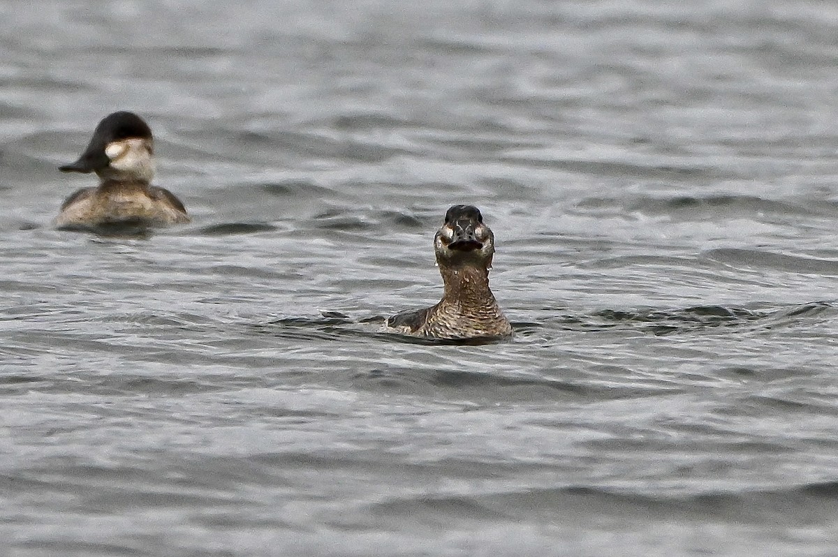 Schwarzkopf-Ruderente - ML645911997