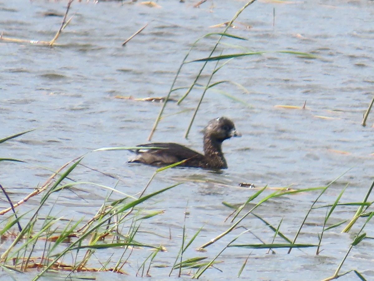 Pied-billed Grebe - ML645911998